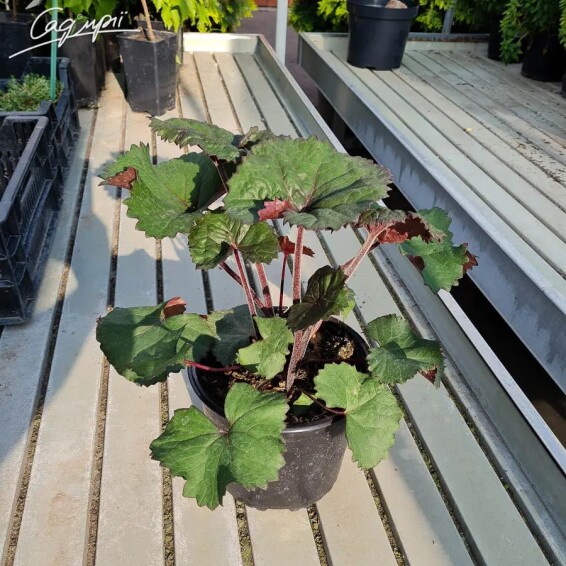 Язичник зубчастий 'Twilight' - 6