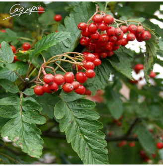 Горобина звичайна 'Fastigiata'®