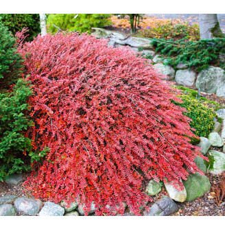 Кизильник горизонтальний