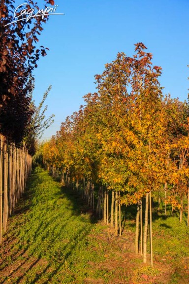 Ліквідамбар смолоносний 'Worplesdon' #5, WRB 12--14 300-350 St. 1/2 - 2