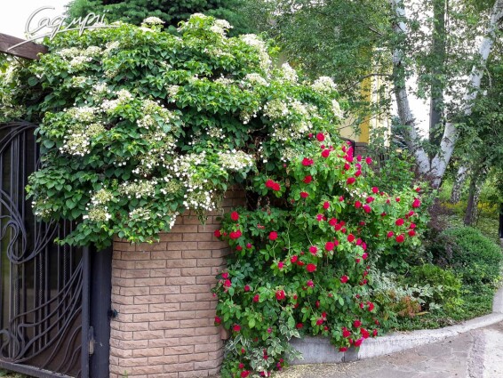 Гортензія черешкова - 2