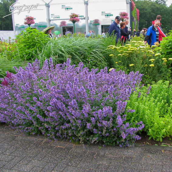 Котовник Фаассена 'Kit-Cat' - 1