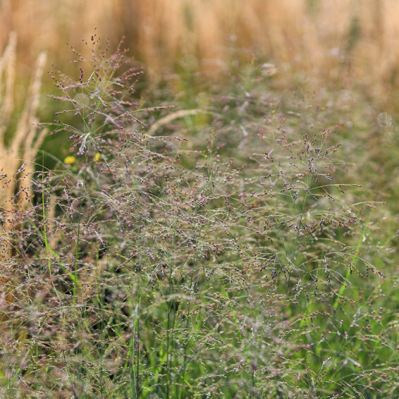 Просо вербовидне 'Prairie Sky', C3 - - 4