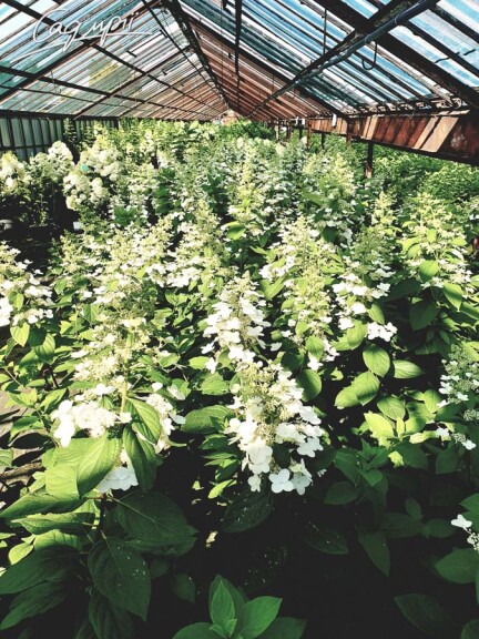 Гортензія волотиста 'Unique' #1, C3 100-125 - 3