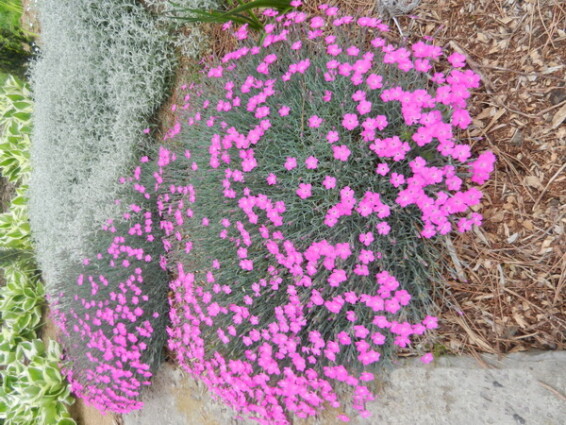 Гвоздика серо-голубая - 2 Гвоздика серо-голубая - 2