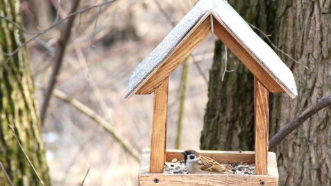 Годівнички для пташок своїми руками: 7 простих ідей