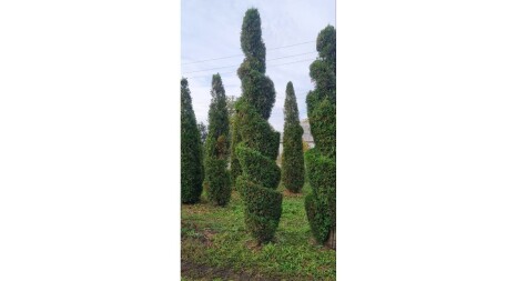 Топіари та бонсаї: Туя західна 'Smaragd'