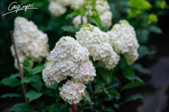 Гортензия метельчатая 'Diamantino'® #3, С10 - - 2