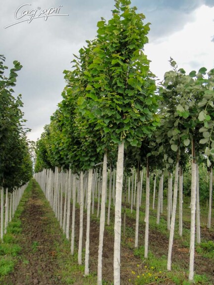 Липа крупнолистная 'Zelzate' - 4 Липа крупнолистная 'Zelzate' - 4