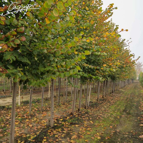 Липа крупнолистная - 5 Липа крупнолистная - 5