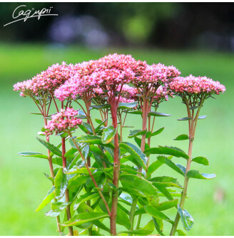 Очиток гібридний 'Herbstfreude'