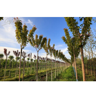 Сакура дрібнозубчаста 'Kanzan'