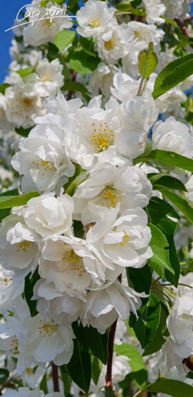 Яблуня 'Madonna' - 6