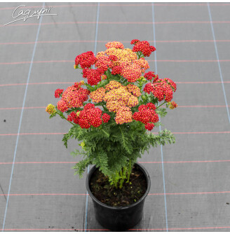 Деревій 'Pomegranate'