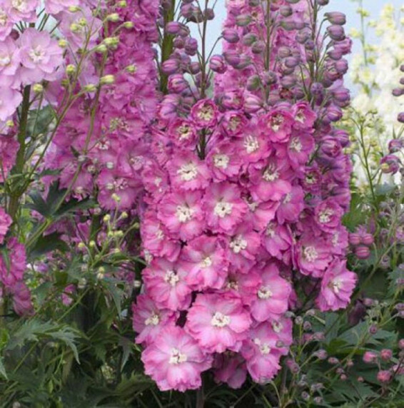 Дельфіній гібридний 'Delphi's Pink Power'® - 3