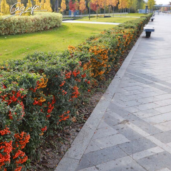 Піраканта червона 'Red Column' - 1