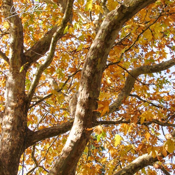 Платан кленолистий - 1