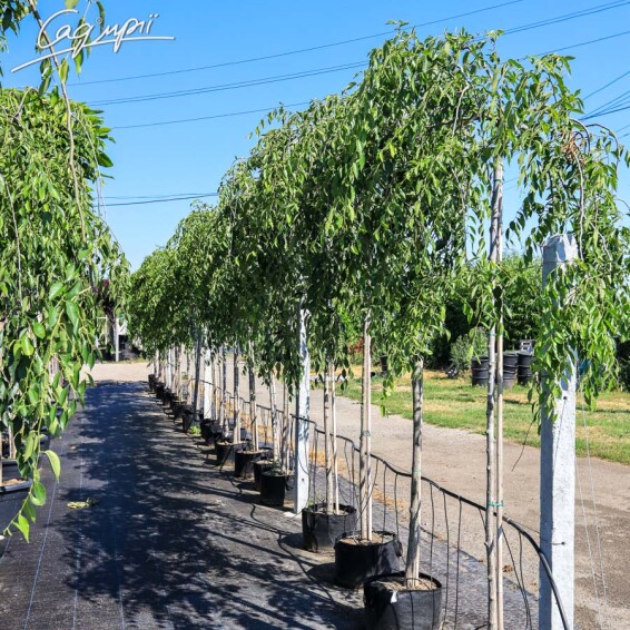 Вяз плакучий 'Mauro' - 2