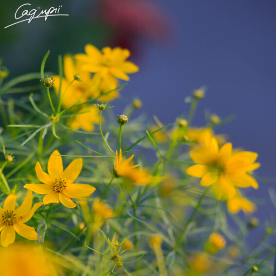 Кореопсіс мутовчатий 'Zagreb' - 1 Кореопсіс мутовчатий 'Zagreb' - 1