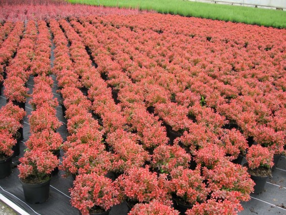 Барбарис Тунберга 'Admiration' - 2 Барбарис Тунберга 'Admiration' - 2