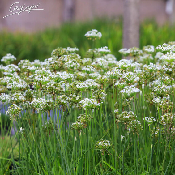 Лук душистый с белыми цветами - 1 Лук душистый с белыми цветами - 1