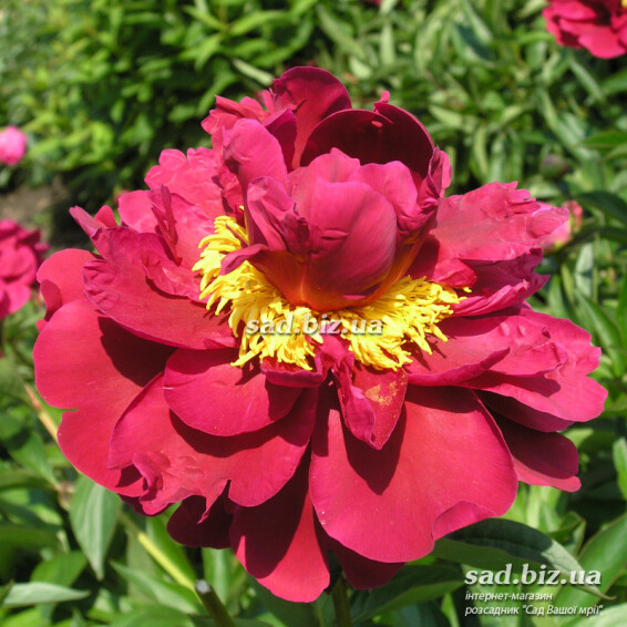 Півонія трав'яниста 'The Mighty Mo' - 1