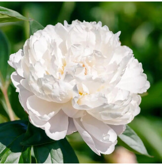 Півонія трав'яниста 'White'