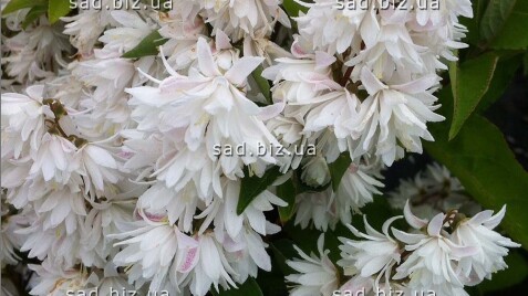 Дейция - восточная красавица