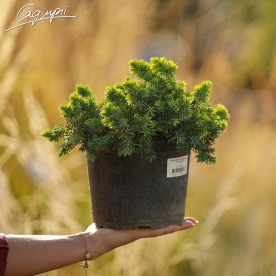 Ялівець прибережний 'Emerald Sea' - 4