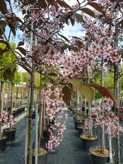 Черемуха обыкновенная 'Colorata' - 4 Черемуха обыкновенная 'Colorata' - 4