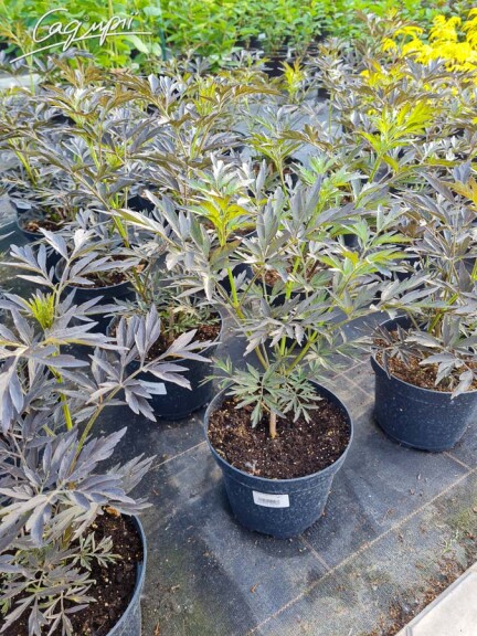 Бузина черная 'Black Lace' ® ('Eva') - 3