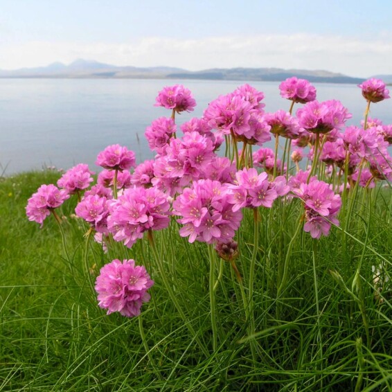 Армерія приморська - 3