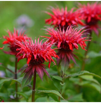 Монарда гибридная 'Fireball'