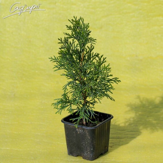 Туя западная 'Smaragd' #2, C3 - - - - 8
