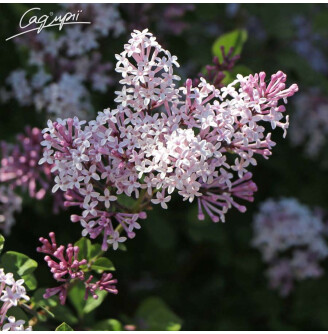 Бузок дрібнолистий 'Josee'