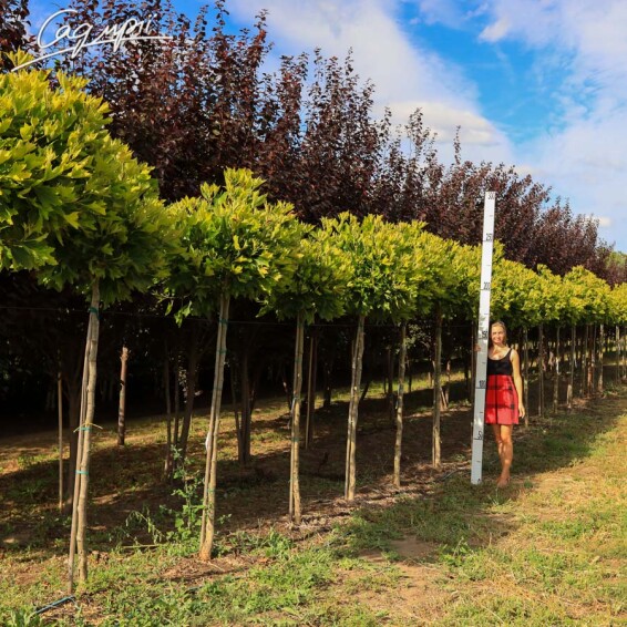 Платан східний 'Alpen's Globe' #4, WRB 14--16 225-250 St. 180-200 - 1