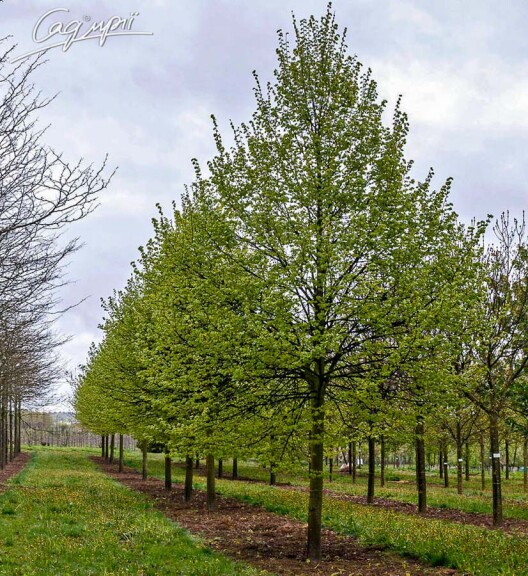 Липа сердцелистная 'Erecta' #3, С60 14--16 300-350 St. 180-200 - 1 Липа сердцелистная 'Erecta' #3, С60 14--16 300-350 St. 180-200 - 1