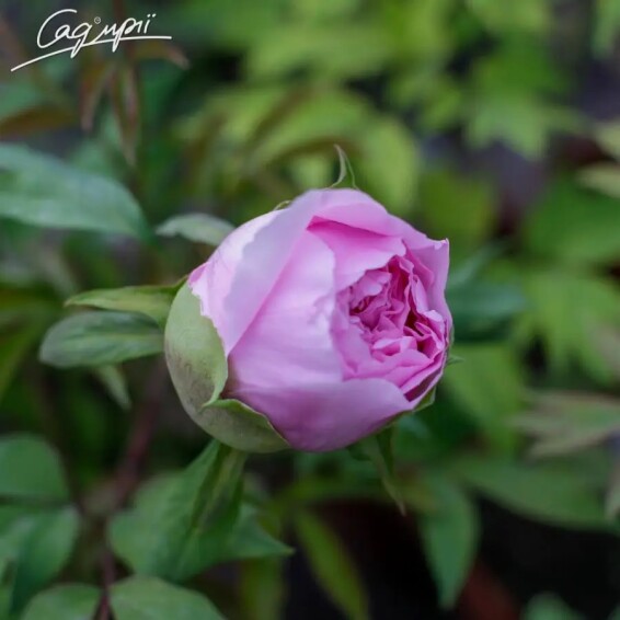 Пион травянистый 'Pink' - 4