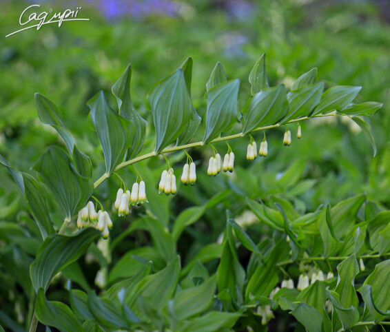 Купена багатоквіткова - 3