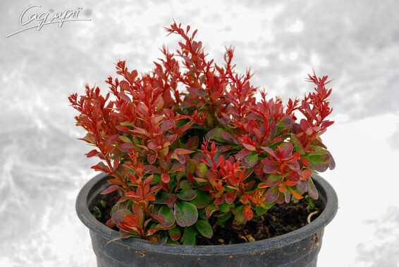 Барбарис Тунберга 'Bagatelle' - 4 Барбарис Тунберга 'Bagatelle' - 4