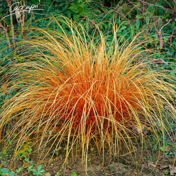 Осока волосовидна 'Bronze Form' #1, C1.5,С2 - - 3 Осока волосовидна 'Bronze Form' #1, C1.5,С2 - - 3