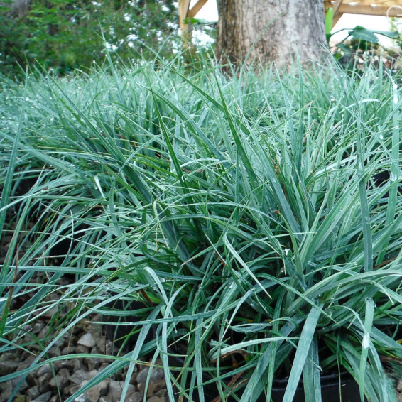 Осока повисла 'Blue Zinger', С1.5 - - 2 Осока повисла 'Blue Zinger', С1.5 - - 2