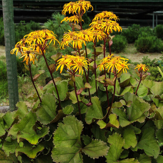 Бузульник зубчатый 'Othello' - 2
