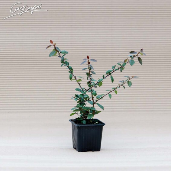 Піраканта червона 'Red Column' #1, p9 - - 3 Піраканта червона 'Red Column' #1, p9 - - 3