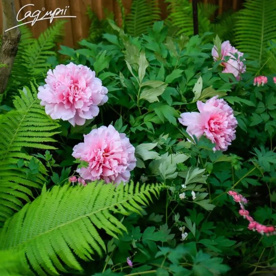 Пион травянистый 'Pink' - 5