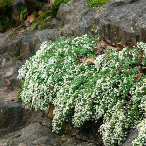 Астра вересковая 'Snow Flurry' - 3