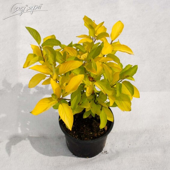 Свидина белая 'Aurea' #2, C3 - - 2