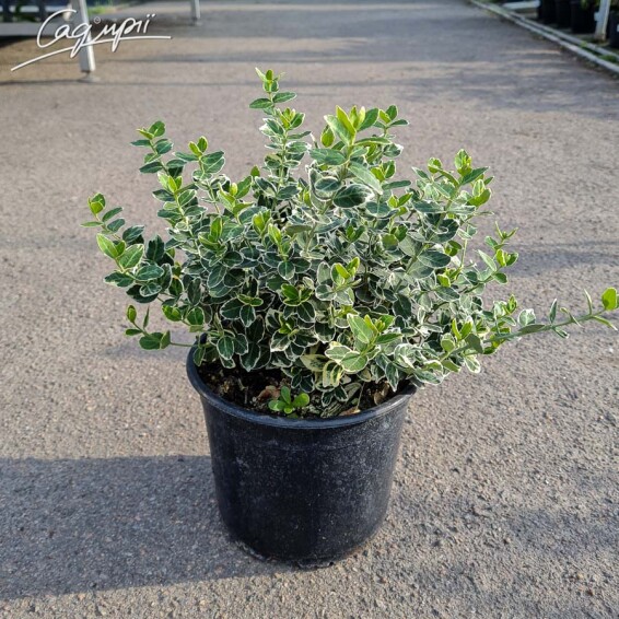 Бересклет Форчуна 'Emerald Gaiety' #1, C3 30-40 - 6