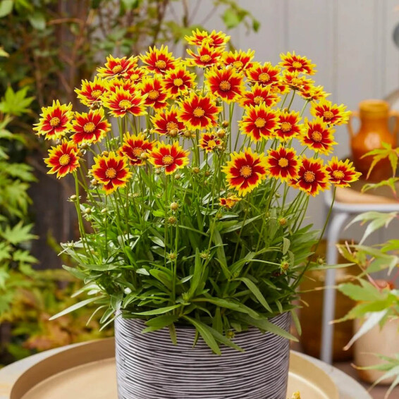 Кореопсіс великоквітковий ‘Solar Jewel®’ (PBR) - 1