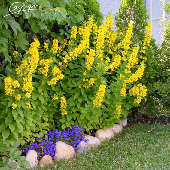 Вербозілля плямисте, C3,С2 - - 8